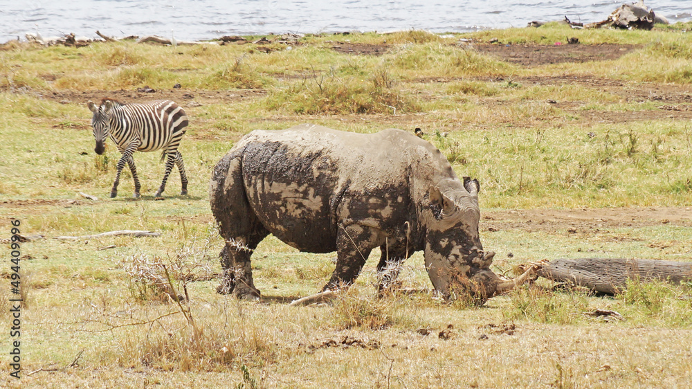 Fototapeta premium White rhino grazes on pasture. A male white rhino grazes in an acacia grove on the shores of Lake Nakuru in Kenya.