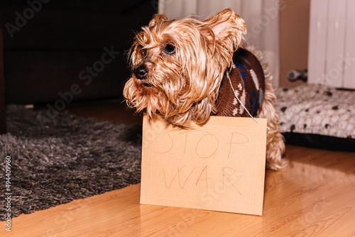 Yorkshire terrier with STOP THE WAR sign. photo