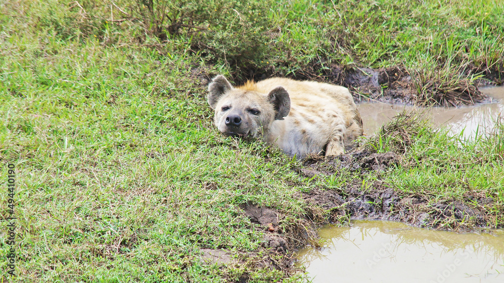 The spotted hyena is refreshed in a pond on a hot African day in the Masai Mara National Park in Kenya. The hyena bathes in a puddle in the middle of the savannah.