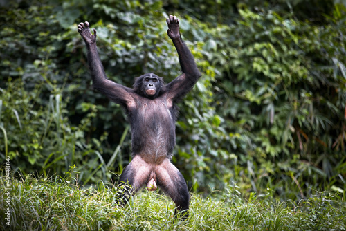 Photos Male bonobo monkey standing and stretching in the Democratic Republic of the Con