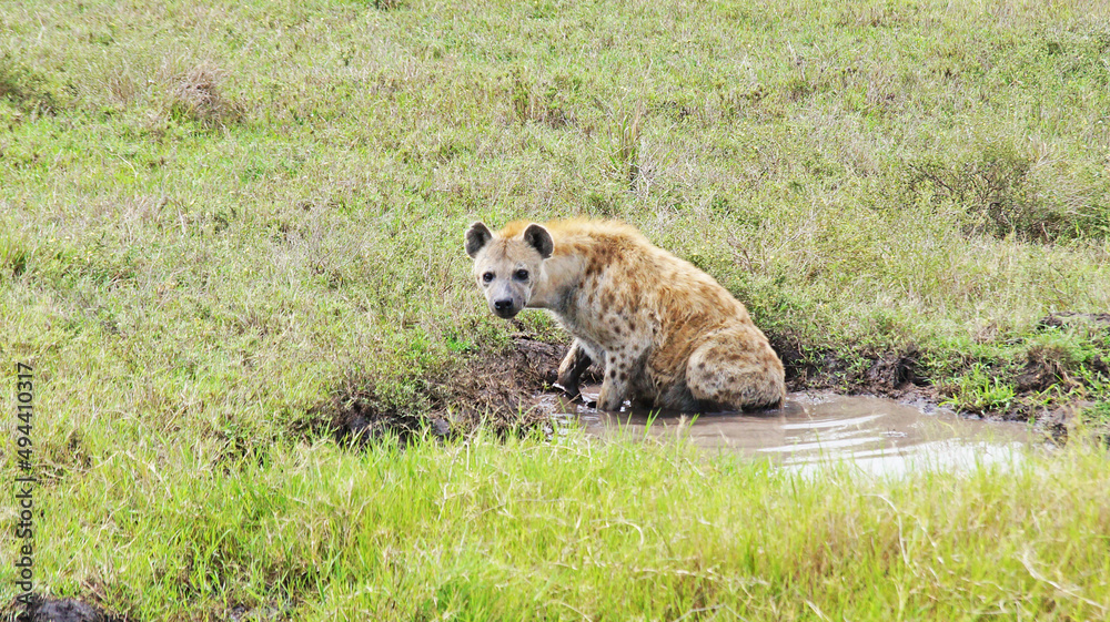 Obraz premium The spotted hyena is refreshed in a pond on a hot African day in the Masai Mara National Park in Kenya. The hyena bathes in a puddle in the middle of the savannah.