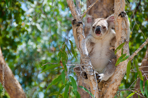 Canvas Print Koala bear on a eucalyptus tree