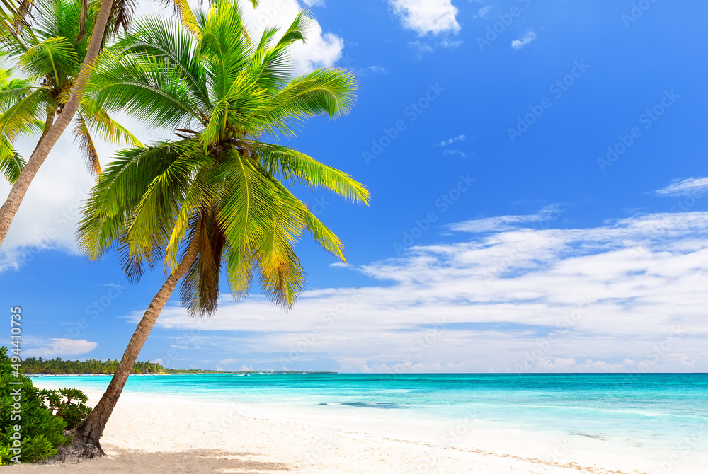 Coconut Palm trees on white sandy beach in Saona island, Dominican Republic.