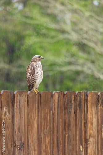 Hawk sitting on fence hunting for prey on a rainy day