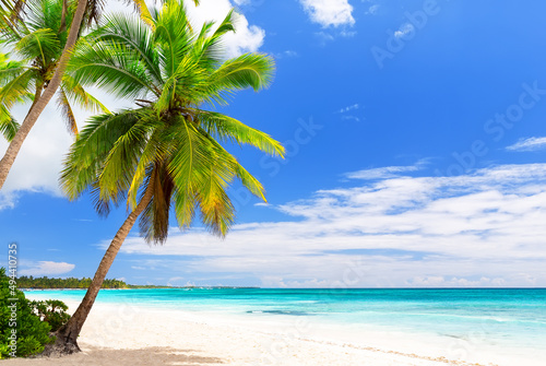 Fototapeta Naklejka Na Ścianę i Meble -  Coconut Palm trees on white sandy beach in Saona island, Dominican Republic.
