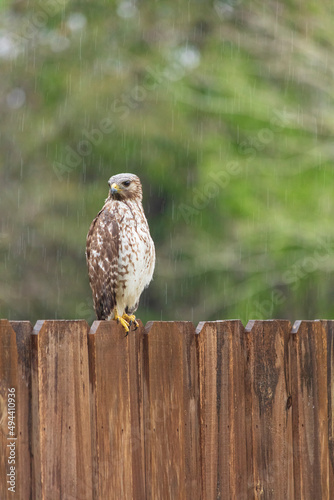 Hawk sitting on fence hunting for prey on a rainy day