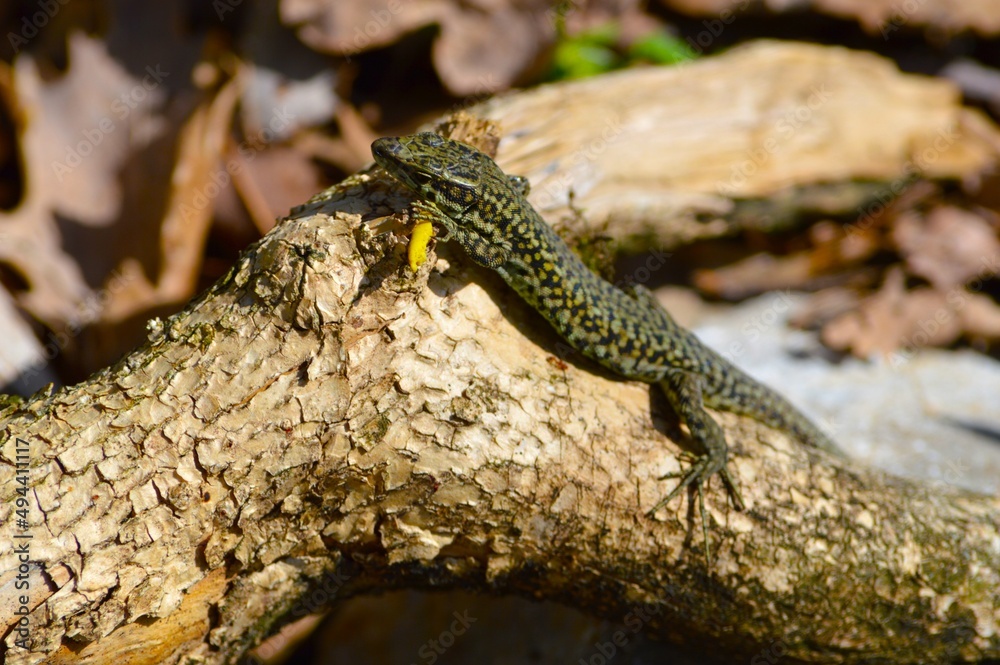 lizard on branch lizard on branch