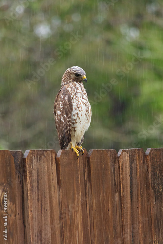 Hawk sitting on fence hunting for prey on a rainy day