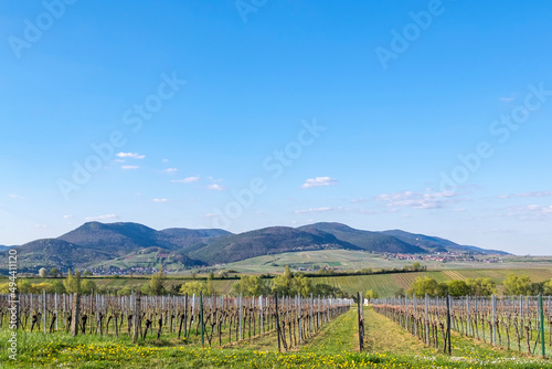 Blick über Weinfelder auf den Haardtrand, Pfalz