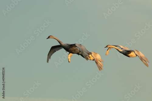 Three trumpeter swans flying in the sky at sunset. Cygnus buccinator.