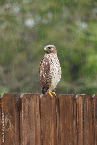 Hawk sitting on fence hunting for prey on a rainy day