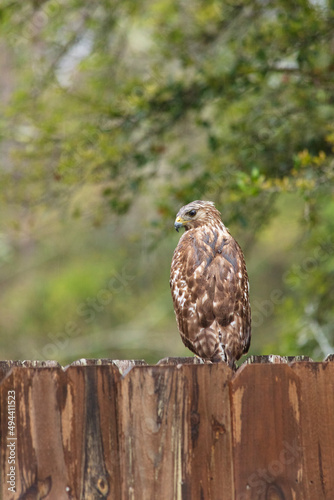 Hawk sitting on fence hunting for prey