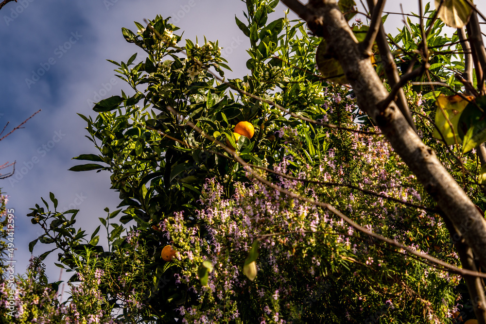 Naranjo con frutos tras flores de lavanda Naranjo con frutos tras flores de lavanda