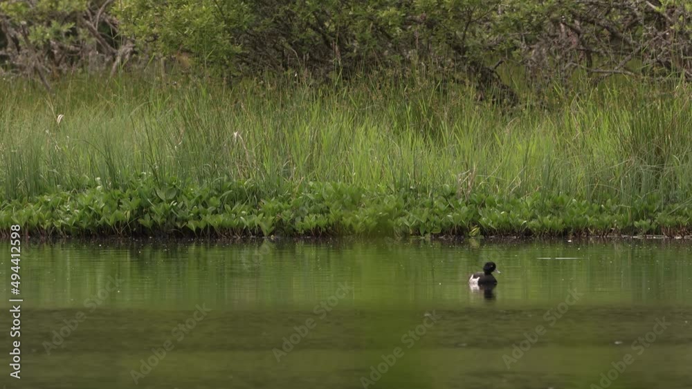 Duck Floating on a Small Loch in Scotland Duck Floating on a Small Loch in Scotland
