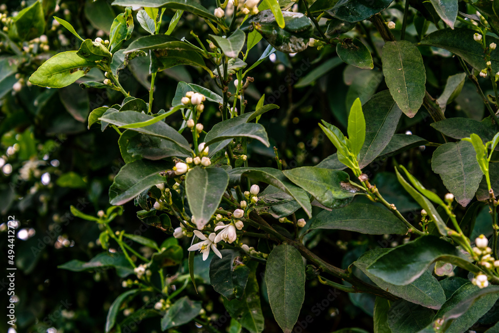Naranjo en flor, hojas verdes y flor blanca Naranjo en flor, hojas verdes y flor blanca