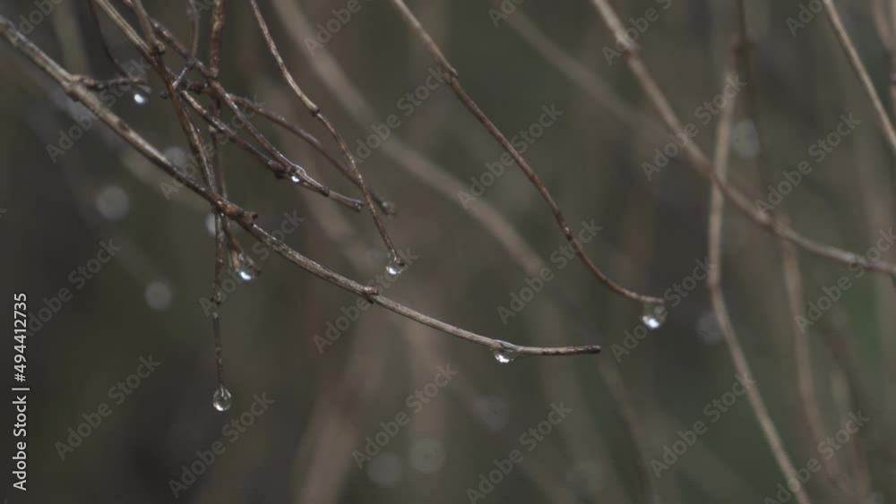 Tree branches without leaves with small raindrops hanging Tree branches without leaves with small raindrops hanging