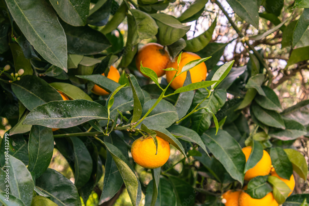 Conjunto de naranjas en las ramas del árbol