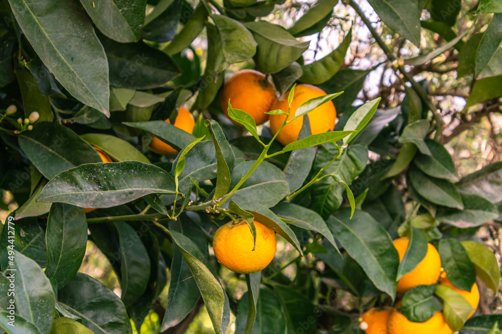 Conjunto de naranjas en las ramas del árbol Conjunto de naranjas en las ramas del árbol