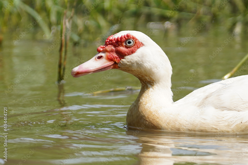 close-up white muscovy duck in natural swamps, Open or organic duck farming ideas, ducks in the countryside close-up white muscovy duck in natural swamps, Open or organic duck farming ideas, ducks in the countryside