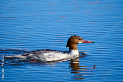 Great crested Grebe, Podiceps crisatus, swimming in the colorful waters of the Rheindelta, Lake of constance, Vorarlberg Austria