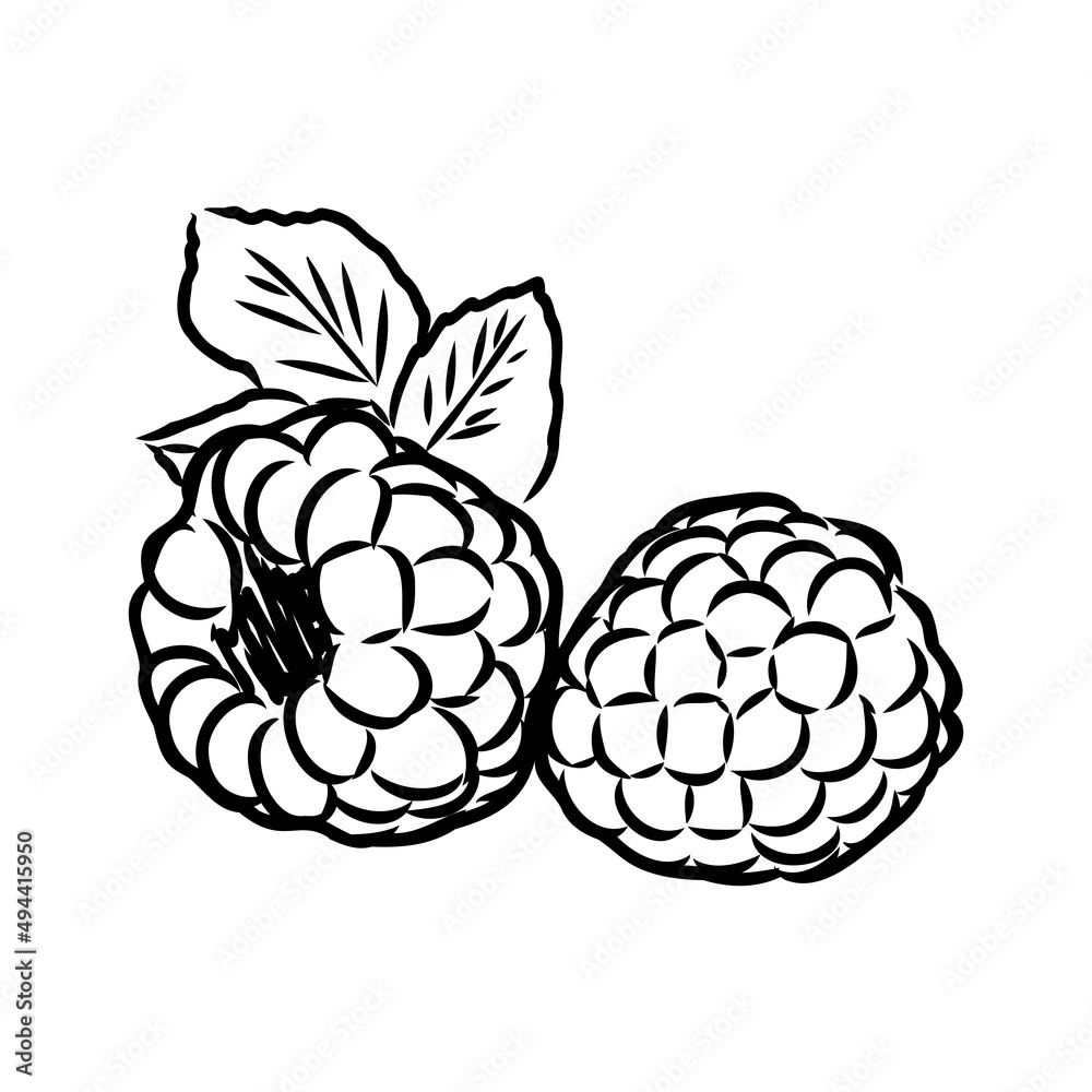Vector isolated raspberry berries branch contour line drawing. Colorless black and white two raspberry berry colorling page