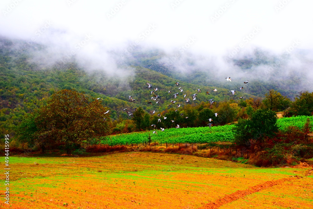 Fototapeta premium Flying pigeons and green field green forest in a foggy day