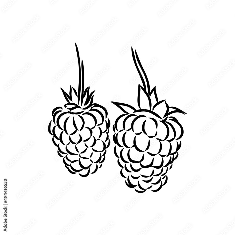 Vector isolated raspberry berries branch contour line drawing. Colorless black and white two raspberry berry colorling page Vector isolated raspberry berries branch contour line drawing. Colorless black and white two raspberry berry colorling page