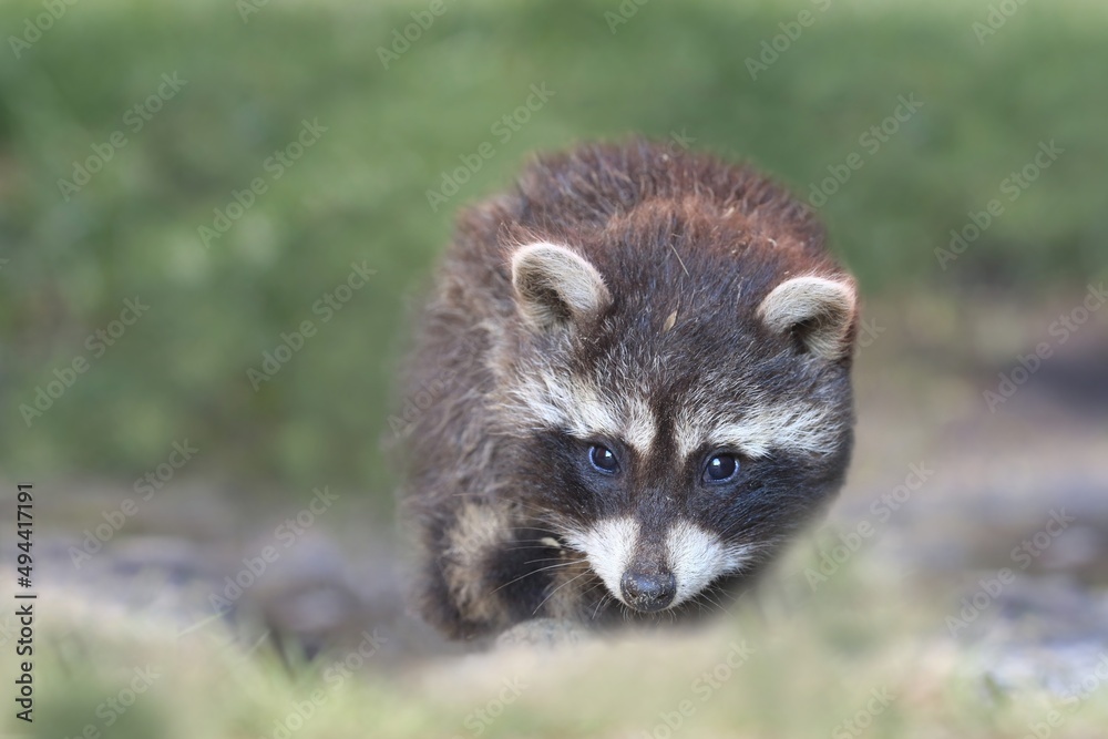 Portrait of a cute young raccoon. Procyon lotor