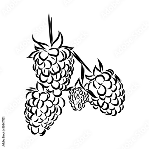 Vector isolated raspberry berries branch contour line drawing. Colorless black and white two raspberry berry colorling page
