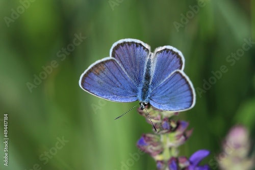 Reverdin's blue butterfly (Plebejus argyrognomon) sitgting on the grass blade © Monikasurzin