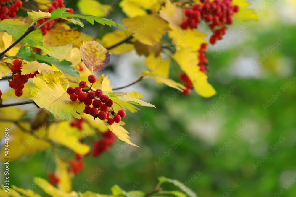 Rowan tree branches with red berries outdoors, space for text Rowan tree branches with red berries outdoors, space for text