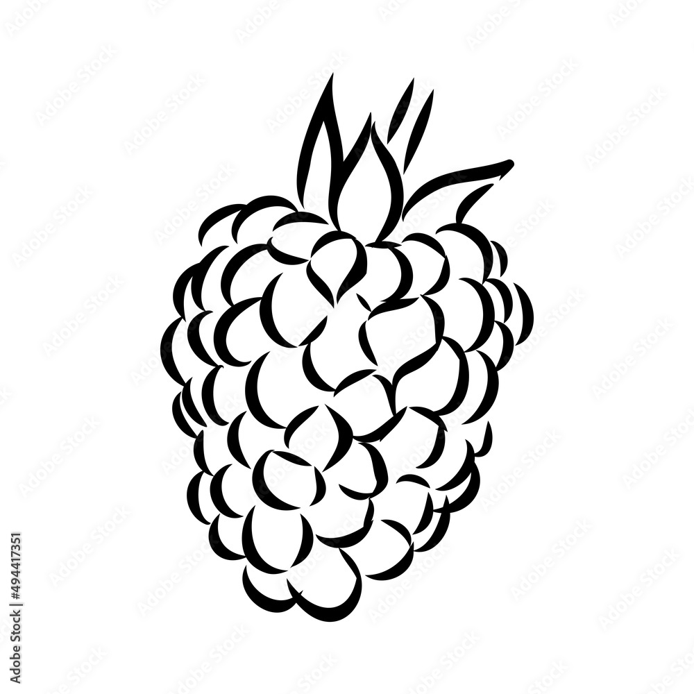 Vector isolated raspberry berries branch contour line drawing. Colorless black and white two raspberry berry colorling page Vector isolated raspberry berries branch contour line drawing. Colorless black and white two raspberry berry colorling page