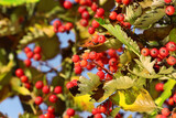 Rowan tree branches with red berries outdoors on sunny day, closeup. Space for text