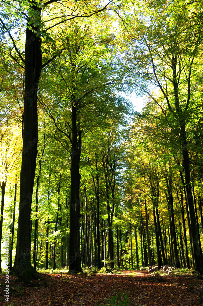 Naklejka premium Buchenwald im Nationalpark Hunsrück-Hochwald
