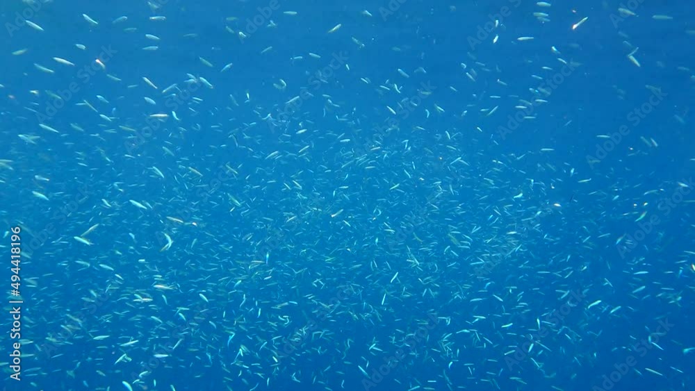 Massive school of small fish swims in the blue water in sunlights. Shoal of Silver-stripe round herring, slender sprat, or Kibinago minnow (Spratelloides gracilis) 4K-60fps Massive school of small fish swims in the blue water in sunlights. Shoal of Silver-stripe round herring, slender sprat, or Kibinago minnow (Spratelloides gracilis) 4K-60fps