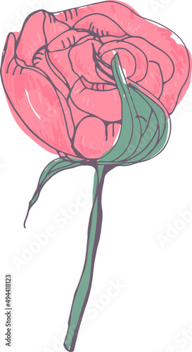 Tender Rose Flower Vintage Hand Drawn Illustration