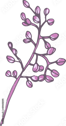 Lilac Flower Vintage Hand Drawn Illustration