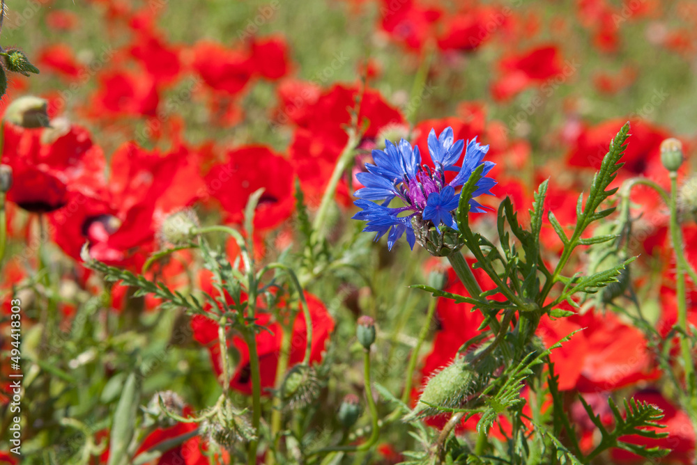 Spring, Field of poppy flowers against the blue sky with clouds. The concept of freshness of morning nature. Spring landscape of wildflowers. Beautiful landscape long banner. Spring, Field of poppy flowers against the blue sky with clouds. The concept of freshness of morning nature. Spring landscape of wildflowers. Beautiful landscape long banner.