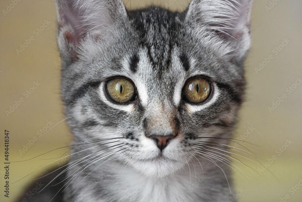 A small, gray kitten with amber eyes, looks straight into the frame. Close-up, macro, selective focus.. A small, gray kitten with amber eyes, looks straight into the frame. Close-up, macro, selective focus..