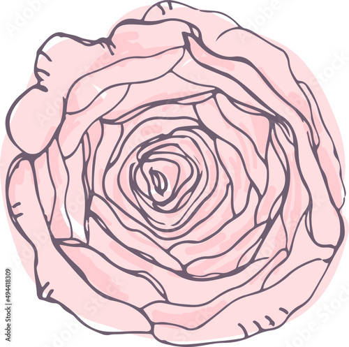 Vintage Pink Rose Hand Drawn Illustration