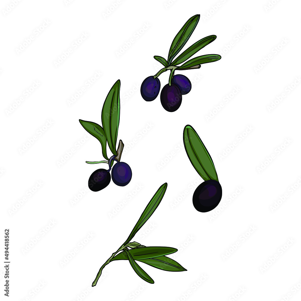 Isolated illustration of olive, olive leaves. Olives as a logo, blank for designers, print, emblem Isolated illustration of olive, olive leaves. Olives as a logo, blank for designers, print, emblem
