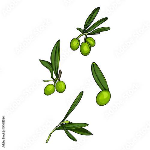 Wallpaper Mural Isolated illustration of olive, olive leaves. Olives as a logo, blank for designers, print, emblem Torontodigital.ca