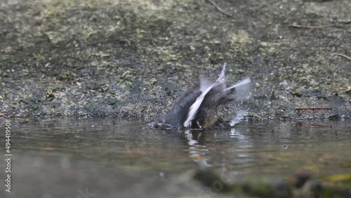 Facing to the left while bathing cooling down during the afternoon, Oriental Magpie-robin Copsychus saularis, Thailand.