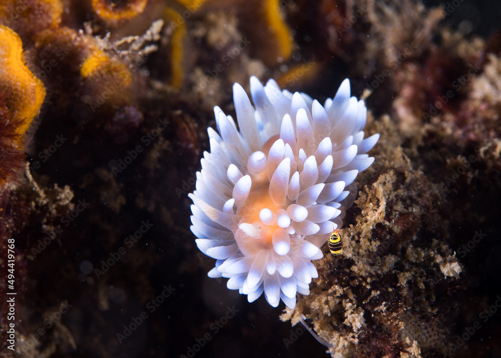 Gas flame nudibranch on the reef underwater (Bonisa nakaza) is a light colored sea slug covered with cerata with white tips Gas flame nudibranch on the reef underwater (Bonisa nakaza) is a light colored sea slug covered with cerata with white tips