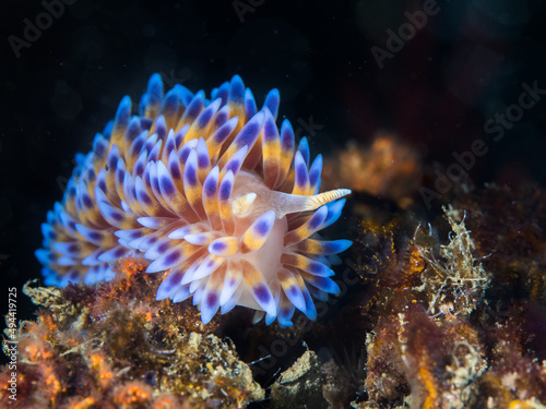 Gas flame nudibranch (Bonisa nakaza) underwater facing the camera, sea slug covered with yellow cerata with blue tips