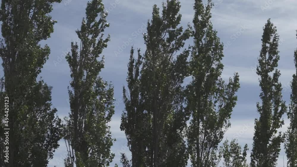 Tall and thin treetops blown and moved by the wind Tall and thin treetops blown and moved by the wind