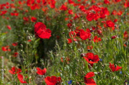 Spring  Field of poppy flowers against the blue sky with clouds. The concept of freshness of morning nature. Spring landscape of wildflowers. Beautiful landscape long banner.