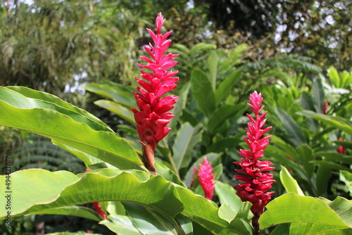 Jardin de Balata.