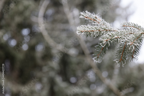 Branch of pinetree covered in morning frost spikes photo