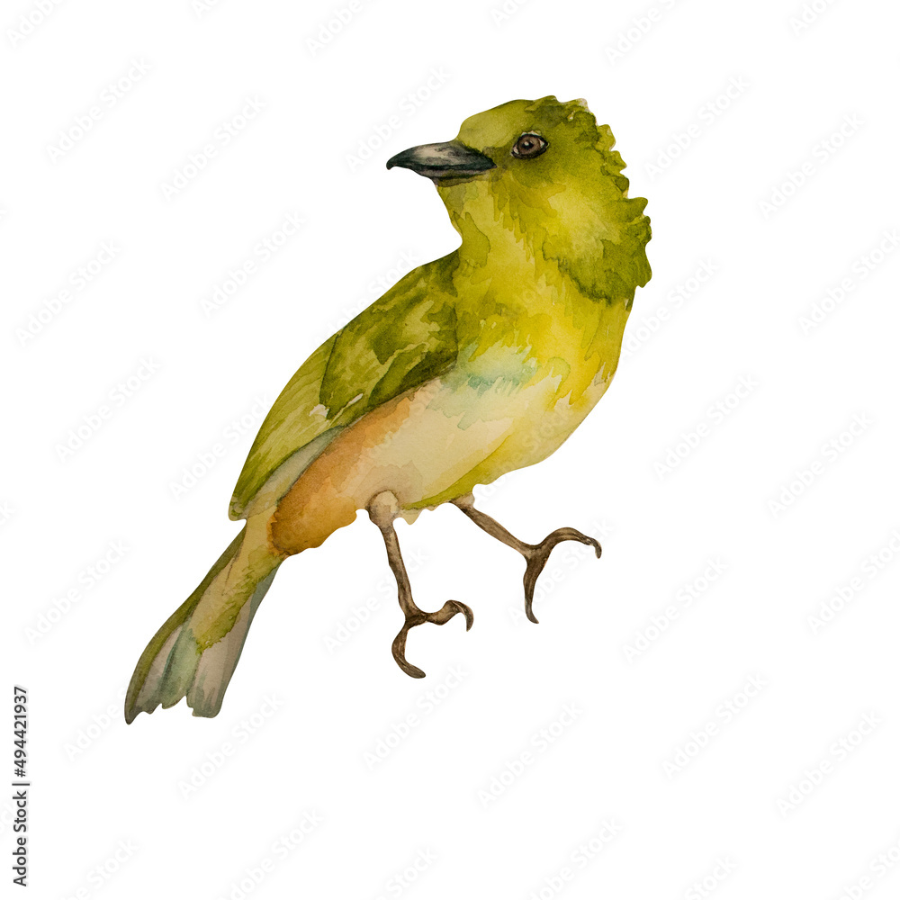 Fototapeta premium Green yellow bird spring watercolor illustration on white